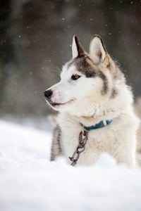 西伯利亚雪橇犬休息户外