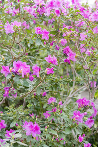 花园里的粉红色杜鹃花灌木。 杜鹃花开花的季节。