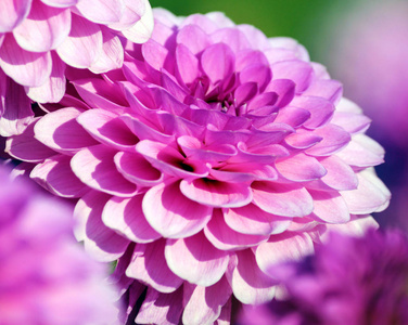 大丽芭芭拉品种, 特写明亮的粉红色菊花大尺寸, 暗丁香心脏逐渐轻到花瓣的尖端