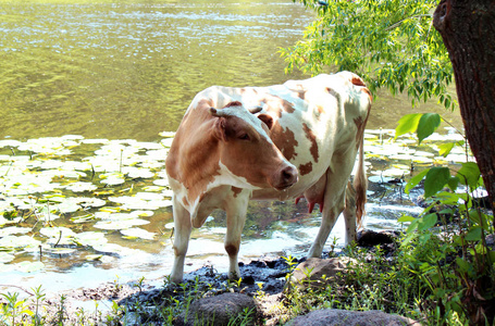 牛河附近，喝水，动物浇水在教规