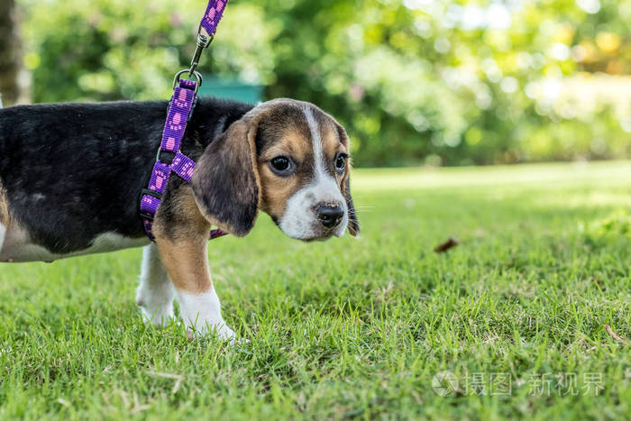 快乐比格犬的天然绿色背景的热带巴厘岛，印度尼西亚