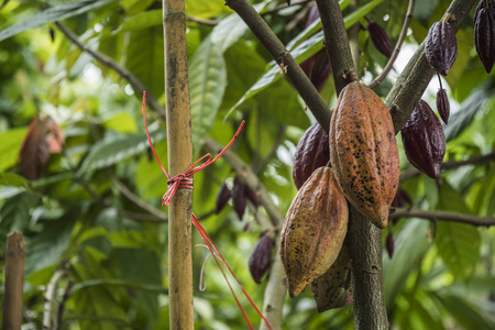 泰国南村可可种植园树上的可可舱白底角豆果实和种子.隔离.
