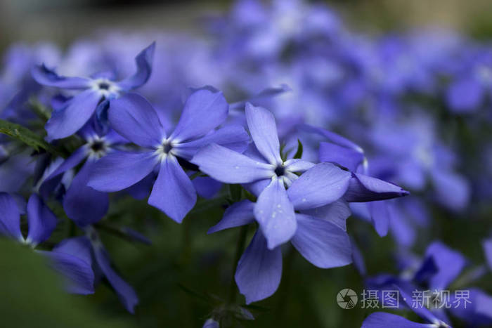 蓝色福禄考花盛开在春天在花园