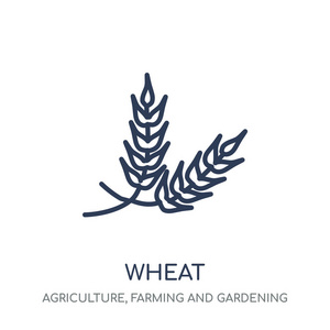 小麦图标。小麦线性符号设计从农业, 农业和园艺收藏。简单的大纲元素向量例证在白色背景