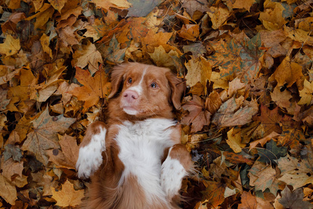 滑稽的狗在秋天的叶子。可爱的宠物。新斯科舍省鸭收费猎犬, 特勒尔