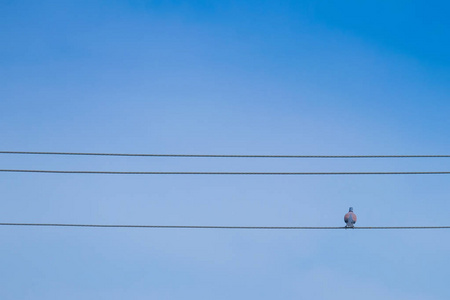 鸽子栖息在电缆上, 鸽子在电线和蓝天背景