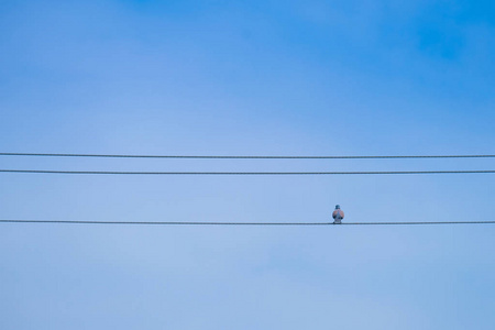 鸽子栖息在电缆上, 鸽子在电线和蓝天背景