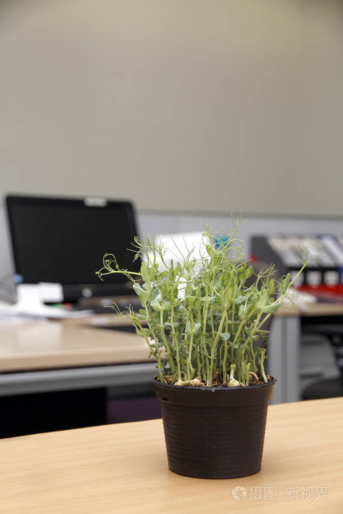 办公室里的木桌上的盆栽的植物