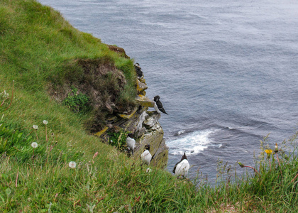 冰岛最西端的 latrabjarg 的鸟崖