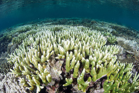 由于比正常水温更高, 珊瑚开始漂白, 这对珊瑚和动物黄藻之间的共生关系造成了压力。当动物黄花离开珊瑚时, 它们会变成白色或其他苍