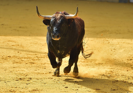 牛市在西班牙运行图片