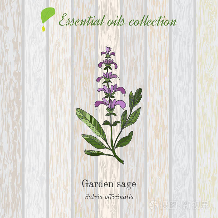 鼠尾草, 精油标签,芳香植物.矢量插画-正版商用图片0tuovv-摄图新视界