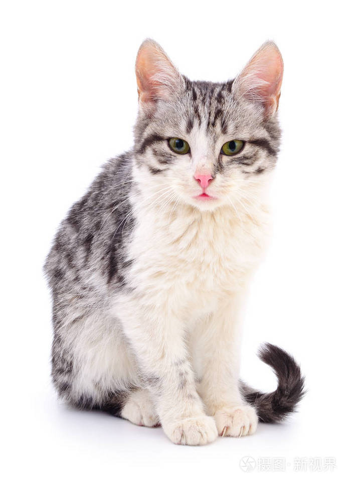 小灰小猫照片-正版商用图片0tupv3-摄图新视界