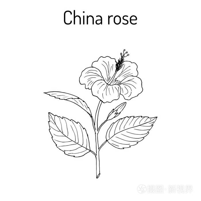 扶桑中国玫瑰或shoeblackplant开花植物