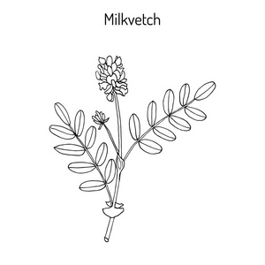 黄芪植物图片-黄芪植物素材-黄芪植物插画-摄图新视界