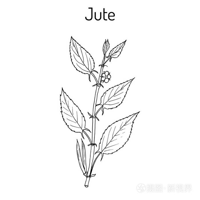 纤维作物黄麻黄麻芛或 nalta-黄麻,海岸黄麻, 犹太