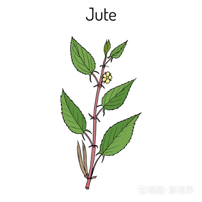 纤维作物黄麻黄麻芛或nalta 黄麻 海岸黄麻 犹太人s 锦葵属植物 非洲西部的酢浆草 布什黄秋葵插画 正版商用图片0tusb0 摄图新视界