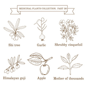 手绘制医疗的草药和植物，石，大蒜，灌木佛甲草 枸杞 苹果 母亲的数以千计的老式集合