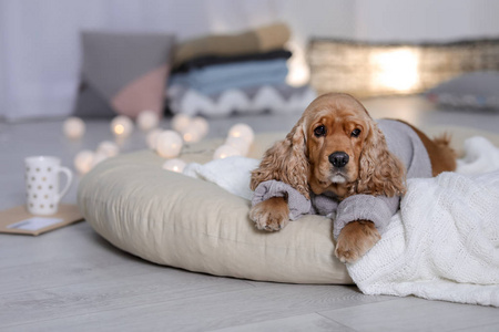 可爱的可卡犬狗在针织毛衣躺在家里的枕头上。温暖舒适的冬天