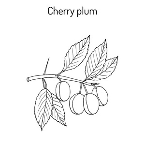 紫叶李图片-紫叶李素材-紫叶李插画-摄图新视界
