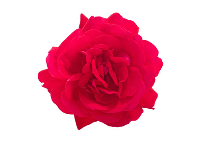 花玫瑰在白色背景, 红色玫瑰在白色背景, 红色的花, 玫瑰穗, 玫瑰