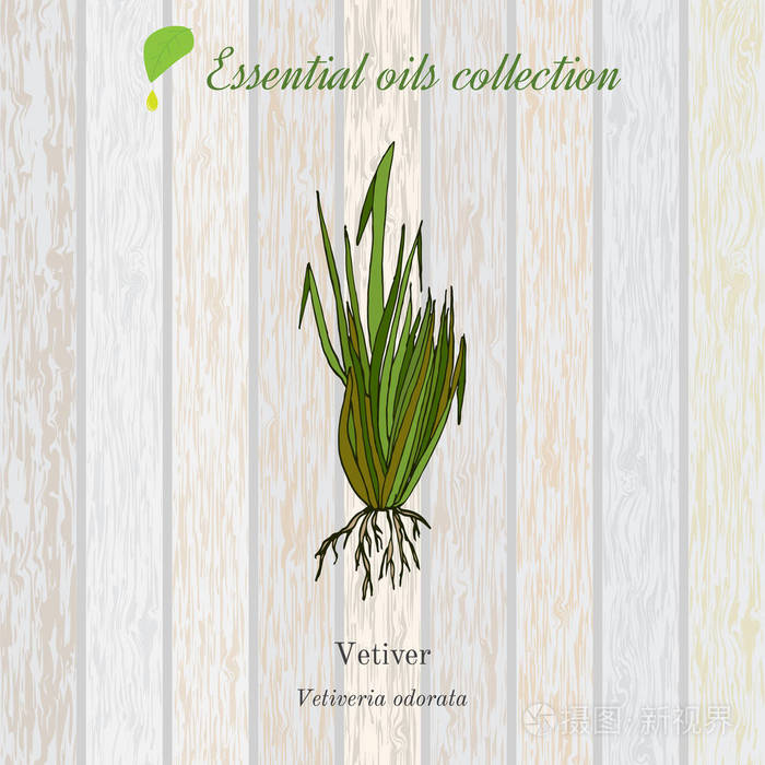 香根草, 精油标签, 芳香植物