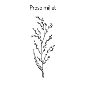 黍米之粟小米,粟 稷 狗尾草属植物 黍的子实粟特条纹的小猫在户外绿色
