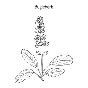 夏枯草夏枯草绢或蓝色的号角,bugleherb,carpetweed照片