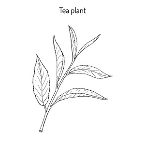 茶叶树简笔画图片
