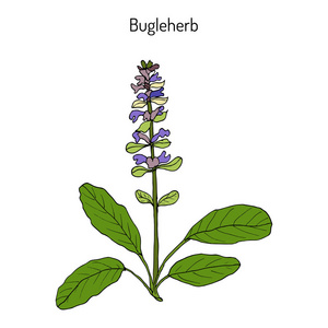 夏枯草夏枯草绢或蓝色的号角,bugleherb,carpetweed照片