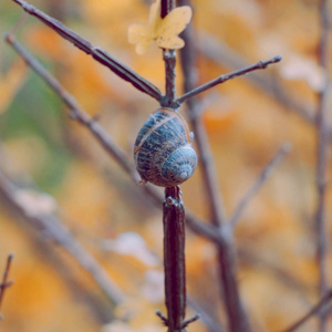 植物上的小蜗牛