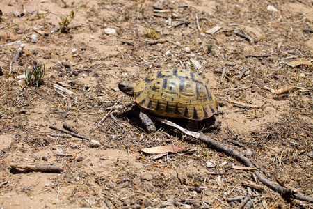 地中海直骨刺龟, 欧氏属, 在摩洛哥北部