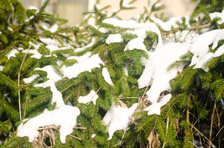 在冬季公园的雪中, 雪中的常青圣诞树的分枝。雪中的树。天然壁纸。冬天的概念。选择性对焦