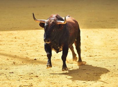 牛市在西班牙运行
