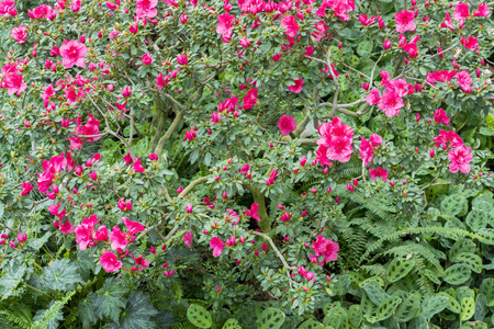 花园里的大粉红色杜鹃花灌木。开花杜鹃花季节