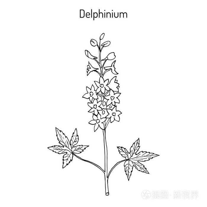 高山的飞燕草飞燕草 elatum 或蜡烛飞燕-观赏和药用植物