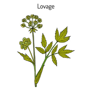 药膳当归川芎当归,烹饪,药用草药插画