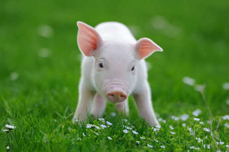 小猪在草地上