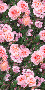 粉红玫瑰花园草夏季自然无缝图案纹理背景