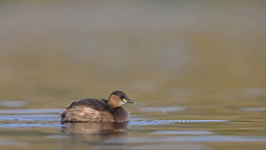 小鷉 Tachybaptus ruficollis, 克里特岛