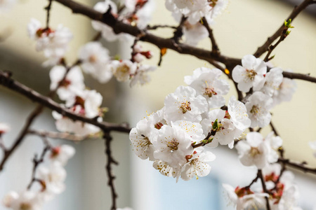 春天盛开的杏树白色枝条的近景
