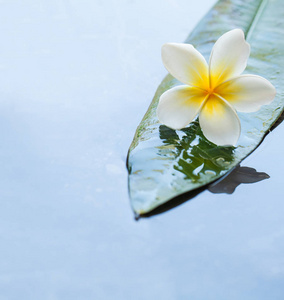 热带花和绿叶在水背景图片