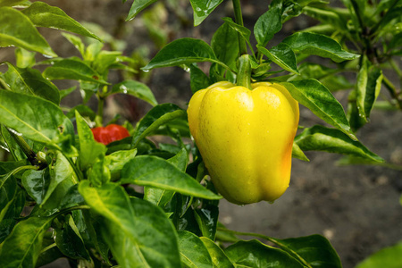 在菜园里种植青椒 辣椒