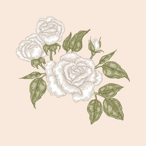 白玫瑰的花和叶中的复古风格。手绘植物矢量图。花艺设计元素