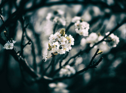 春天的花朵。白花开花树在暗色调中的软图像