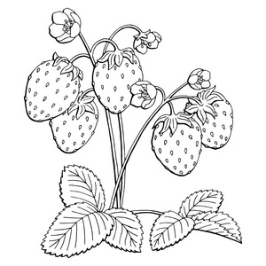 黑布什草莓的图形布什黑白色孤立的素描图矢量照片