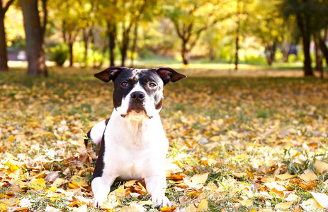 愉快的黑色和白色的美国工作人员狗在公园散步在温暖的秋天。年轻的狗带着阳刚之气的样子在户外, 许多掉落的黄叶在地上。复制空间, 背