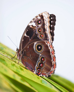 帝王蝶选址上叶Morpho peleides