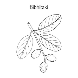 Bahera，或 bibhitaki beleric 或私生子诃子诃子 bellirica，药用植物