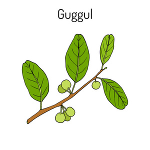 最佳印度草药植物 guggul 没药害或印度第二树，库尔没药树